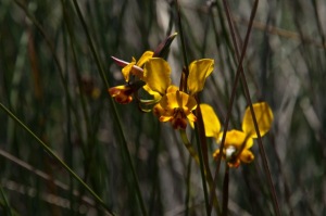 Wildblumen auf Riverside-4463